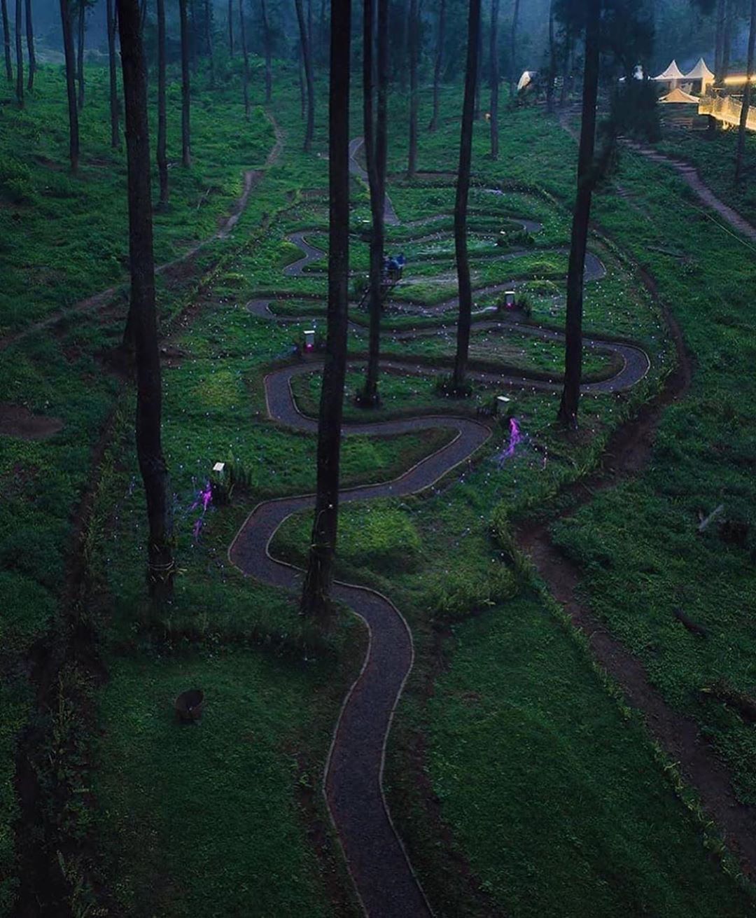 Orchid Forest