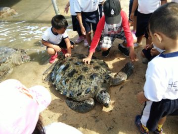 Penangkaran Penyu Tanjung Benoa