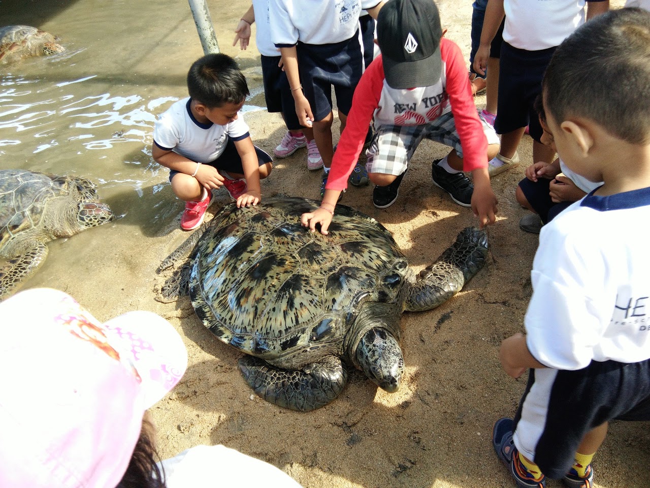 Penangkaran Penyu Tanjung Benoa